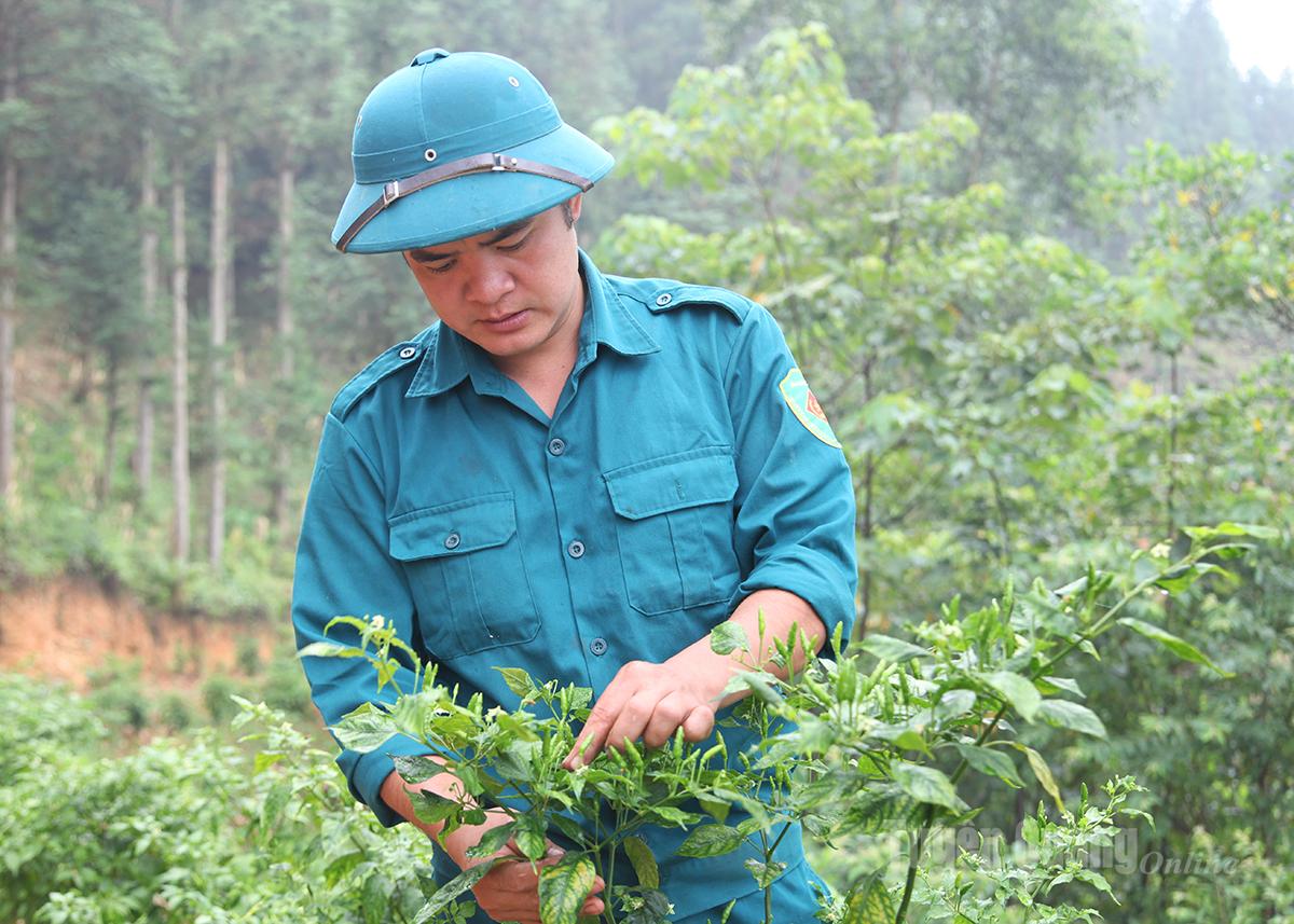 Mountain Bird's Eye Chili Holds Promise as High-Value Specialty Crop