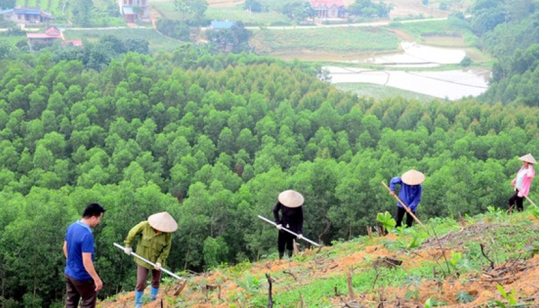 Quy định quy trình kỹ thuật giao rừng, cho thuê rừng
