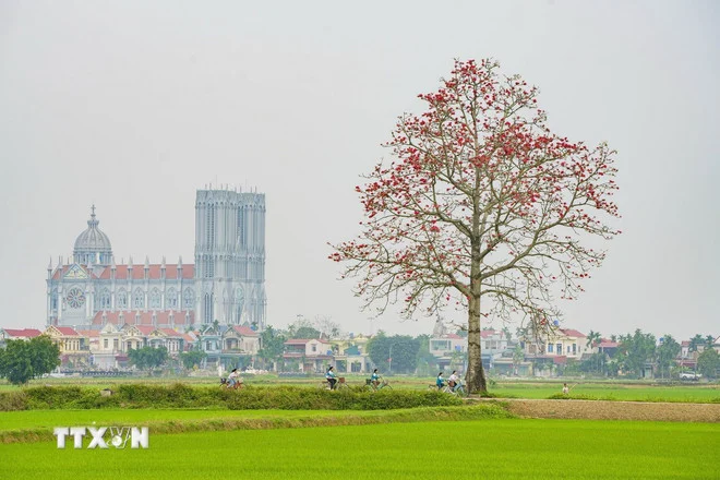 Hoa gạo tháng Ba thắp lửa giữa non nước Cố đô Ninh Bình