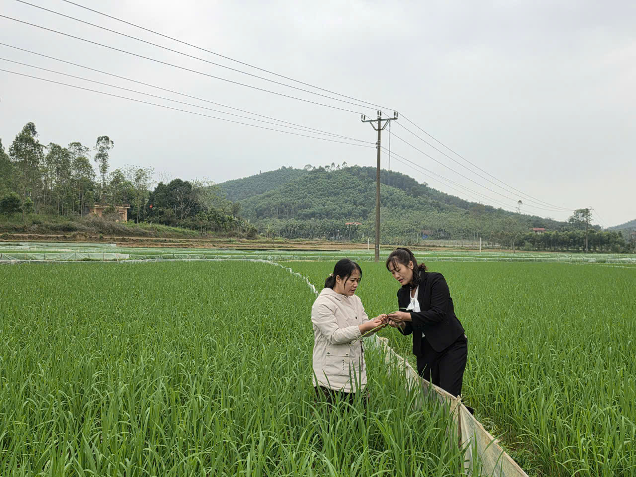 BẢN TIN KHUYẾN NÔNG