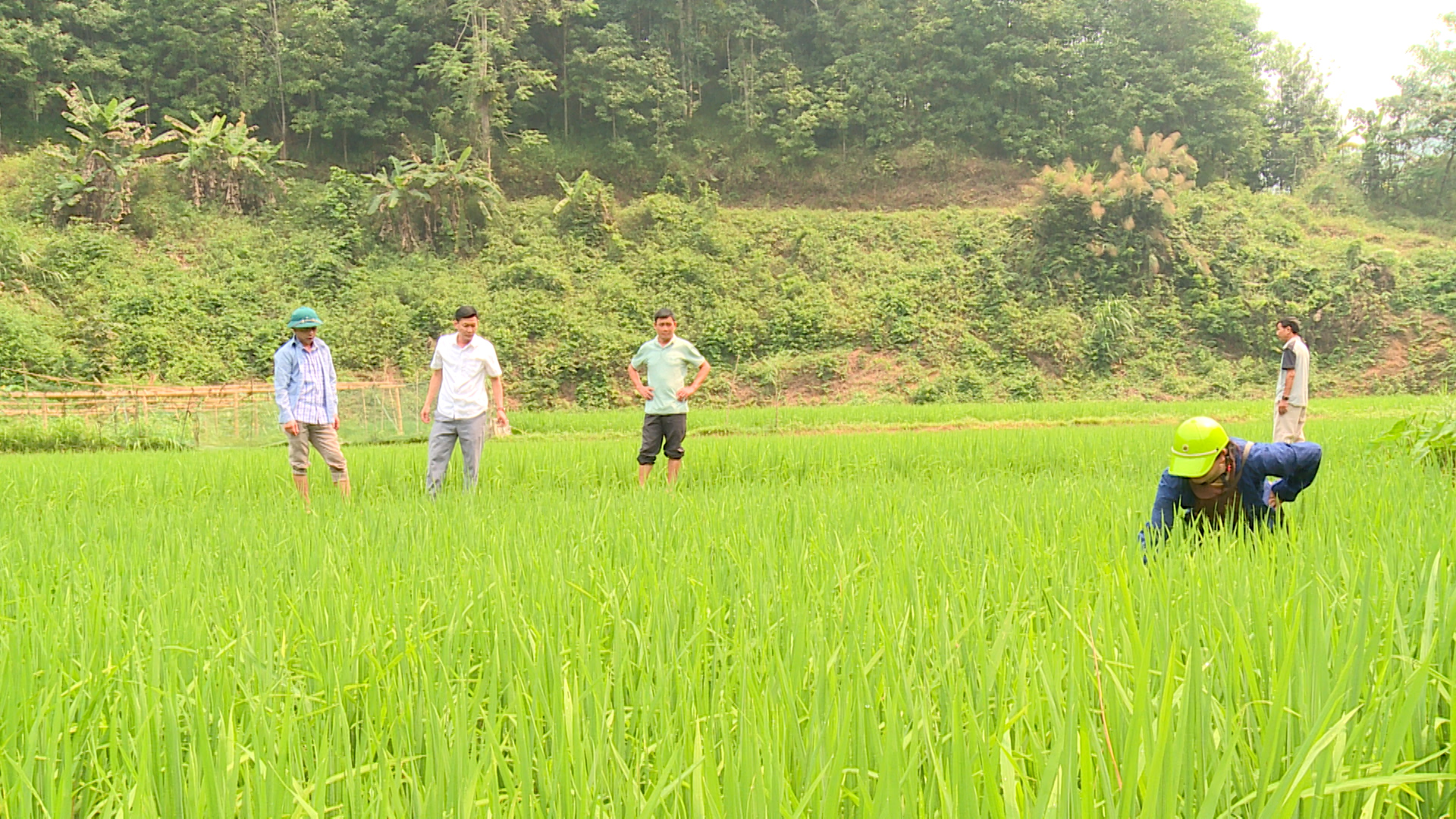 Chủ động phòng chống sâu bệnh hại lúa vụ Đông Xuân trên địa bàn  xã Yên Hoa