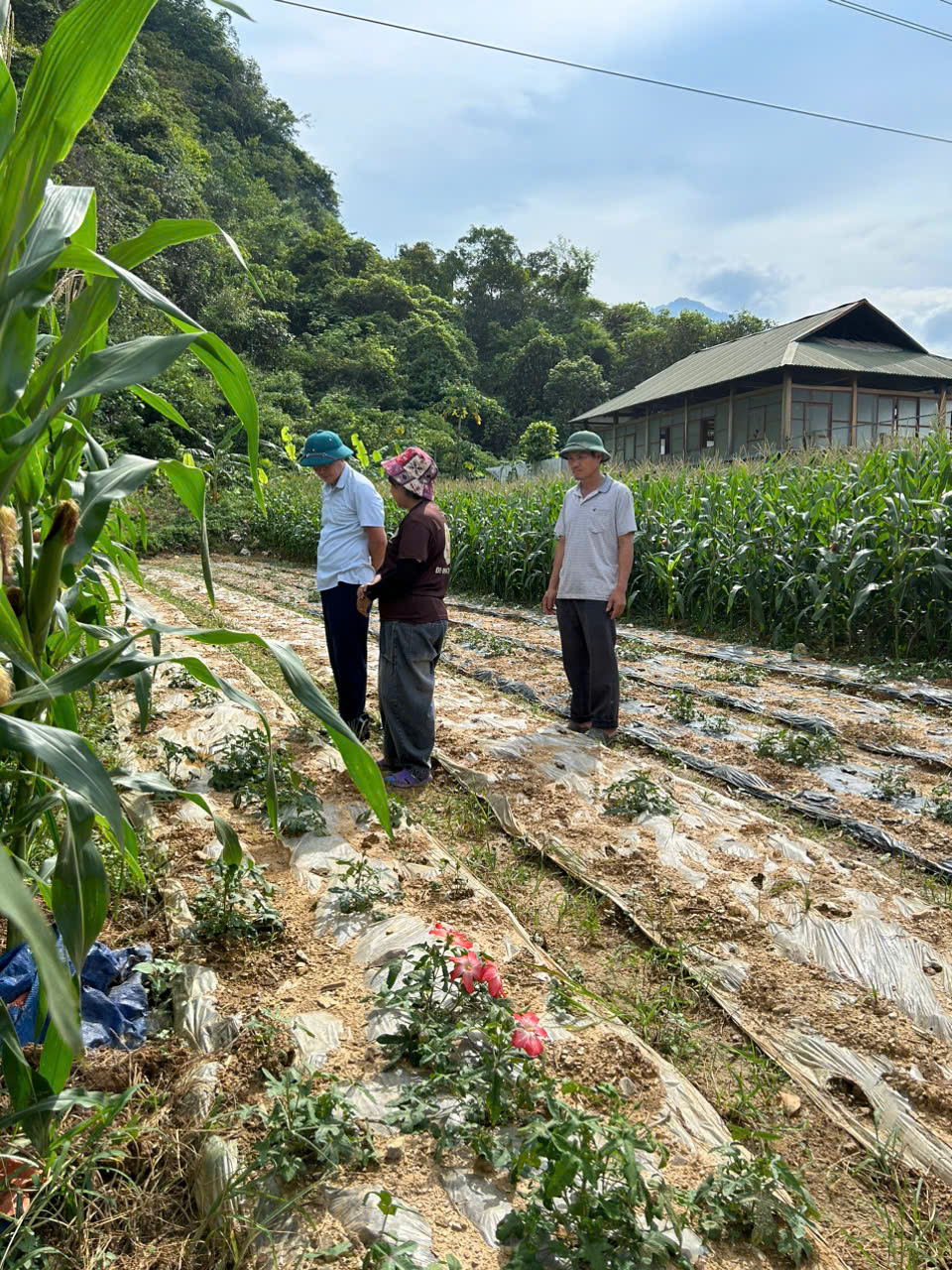 KỲ VỌNG CÂY SÂM BỐ CHÍNH TRỞ THÀNH SẢN PHẨM NÔNG SẢN MỚI CỦA PHƯỜNG HÀ GIANG 1