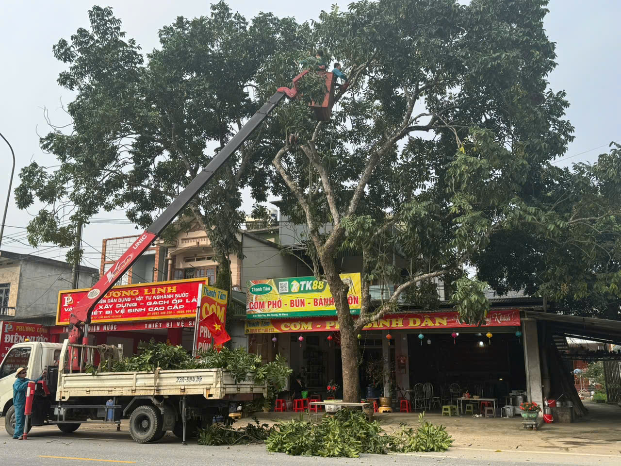 Tỉa c&acirc;y chuẩn bị bầu cử 4.jpg