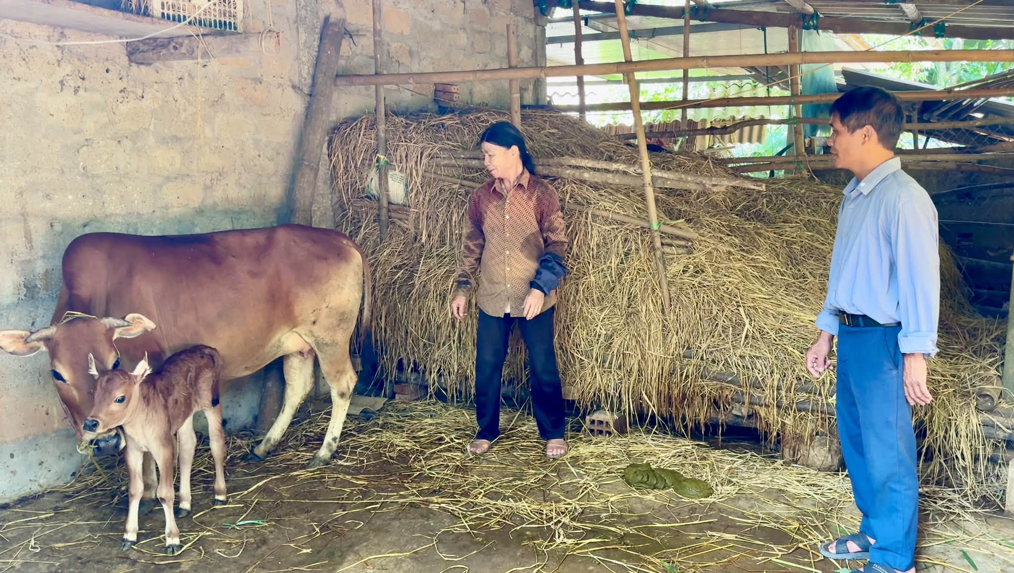 Kiểm tra, hướng dẫn chăm sóc bê con mới sinh thuộc Dự án hỗ trợ bò sinh sản cho người khuyết tật trên địa bàn xã
