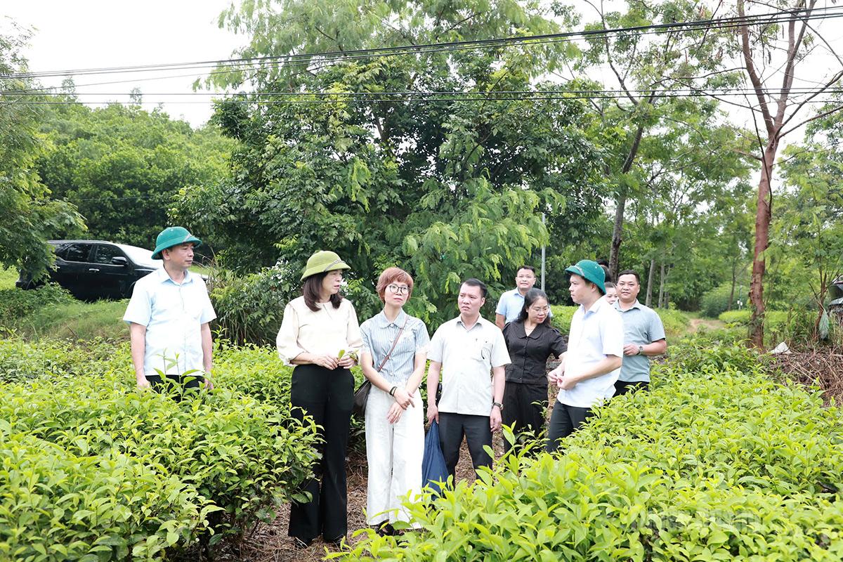 Giám sát chuyên đề việc thực hiện các quy định của pháp luật về quản lý, sử dụng đất và giao đất, cho thuê đất tại xã Nhữ Khê