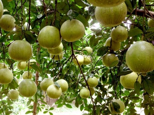 Từ bưởi Soi Hà đến rượu chín chum: Câu chuyện mồ hôi nông dân xã Xuân Vân ươm mầm khát vọng xanh và Sản phẩm Việt ra thế giới