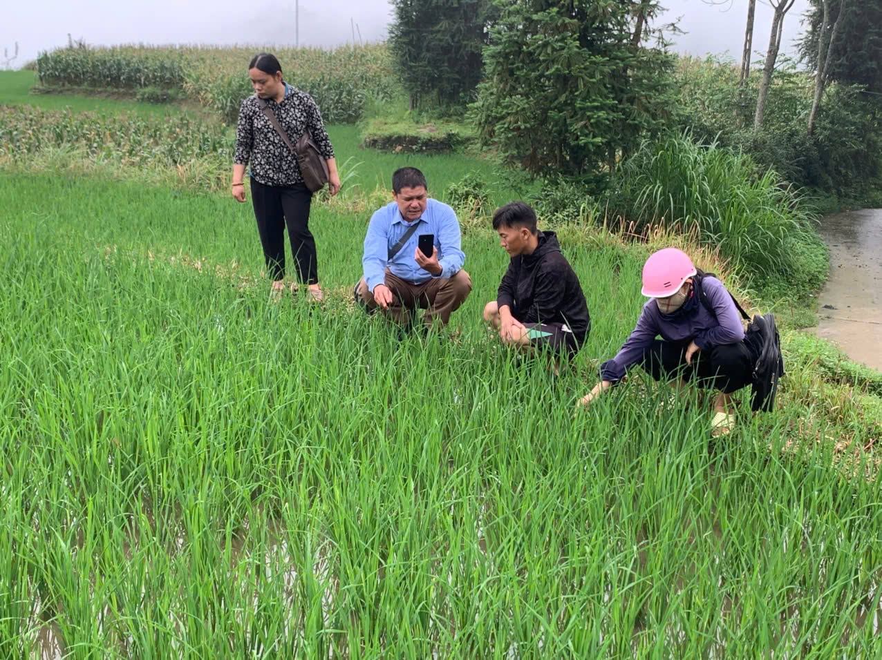 TRUNG TÂM DỊCH VỤ CÔNG PHỐI HỢP VỚI PHÒNG KINH TẾ KIỂM TRA ĐỒNG RUỘNG, HƯỚNG DẪN PHÒNG TRỪ SÂU BỆNH TRÊN LÚA