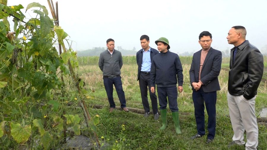 Xã Bắc Quang tổng kết mô hình liên kết trồng dưa chuột vụ Đông 2025