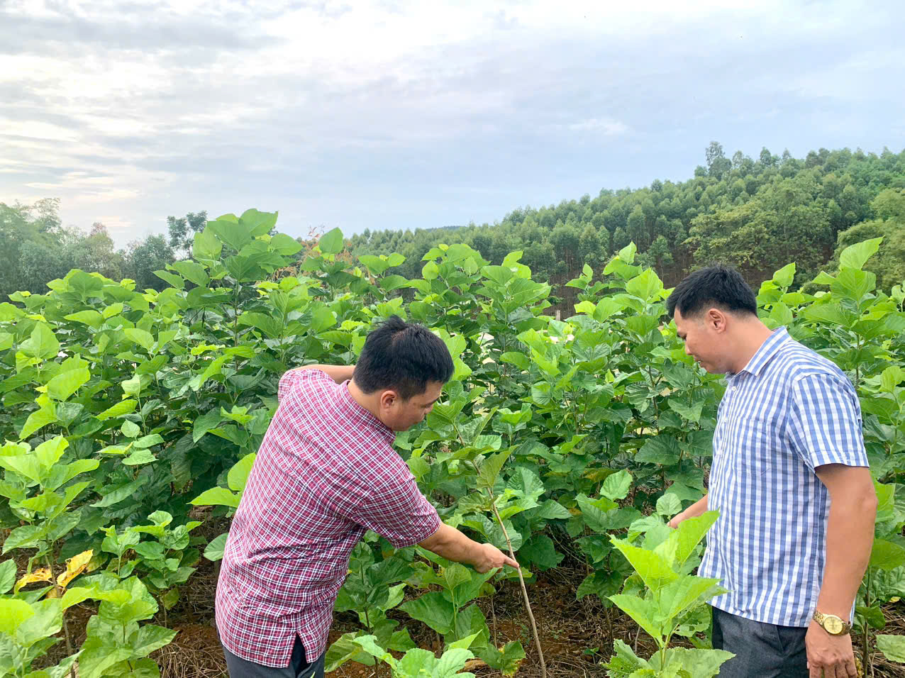 Đồng chí Nguyễn Thanh Tùng,  Phó Bí thư Đảng uỷ, Chủ tịch UBND xã Đông Thọ khảo sát quy hoạch vùng trồng dâu nuôi tằm