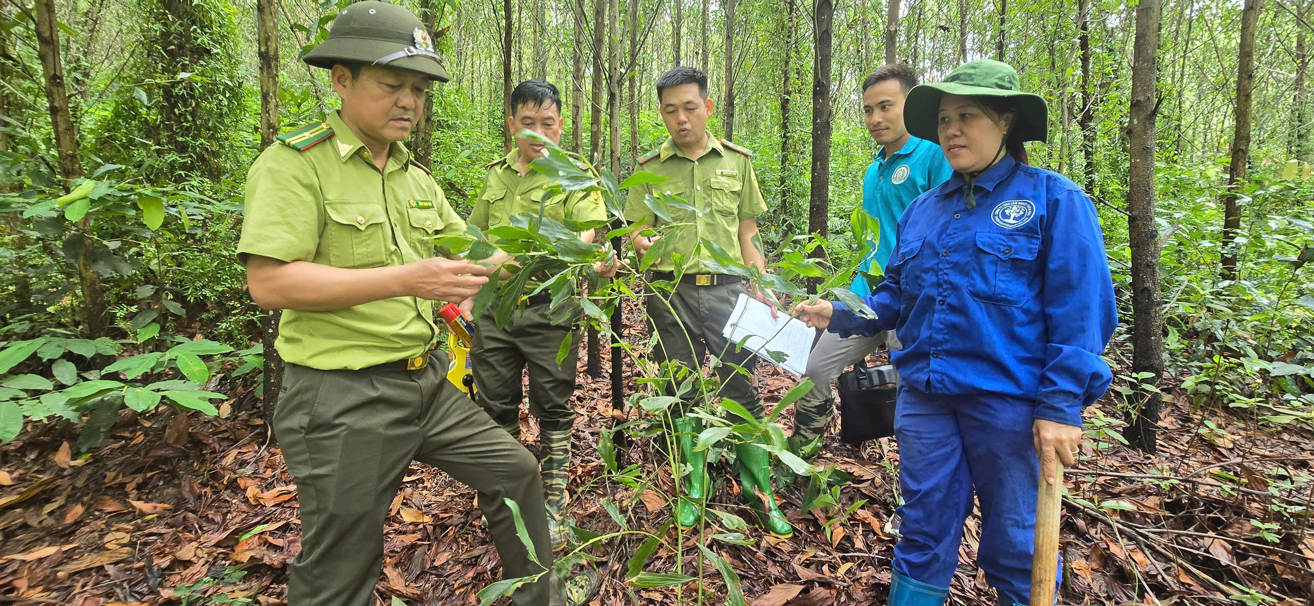 HẠT KIỂM LÂM KHU VỰC IV CHỦ ĐỘNG ĐIỀU TRA SÂU,  BỆNH HẠI RỪNG NĂM 2026