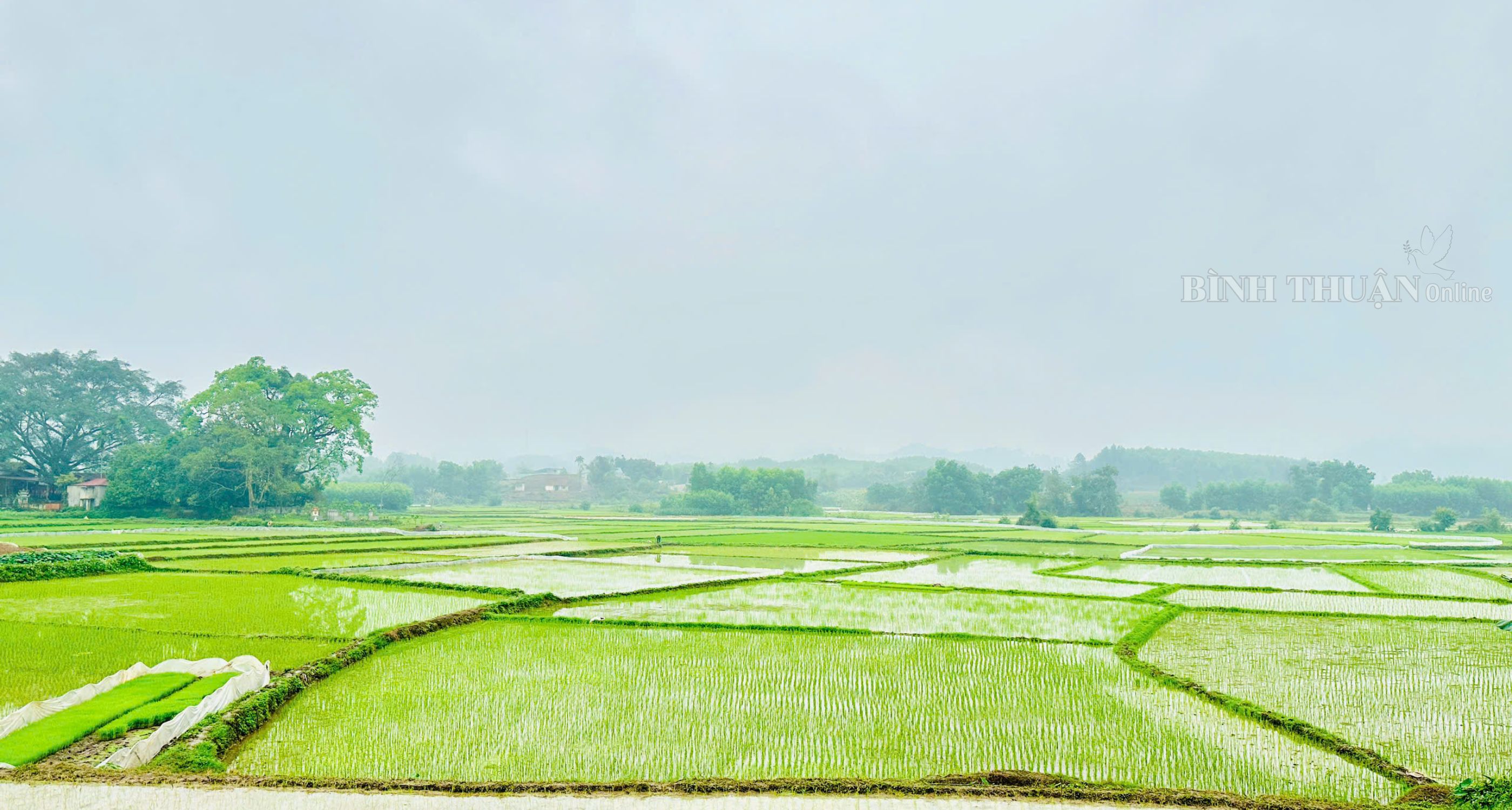 NÔNG DÂN BÌNH THUẬN XUỐNG ĐỒNG ĐẦU XUÂN