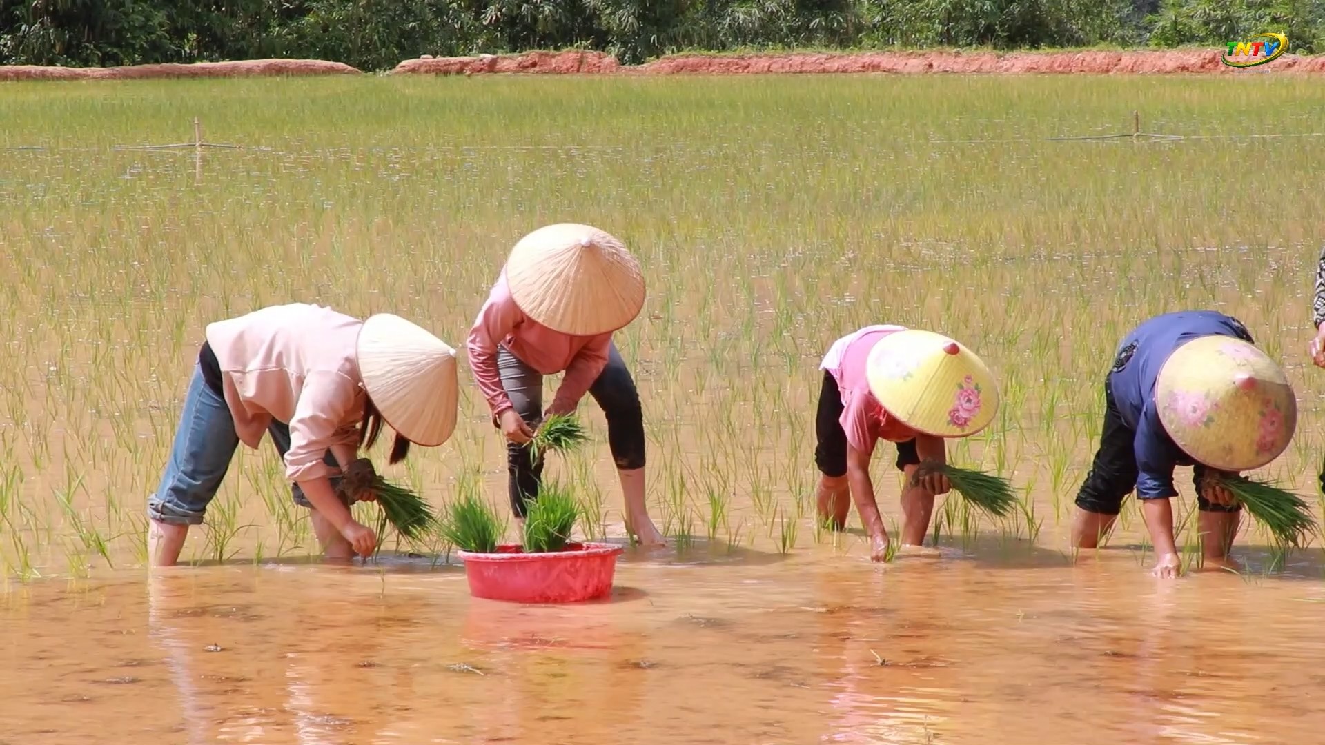 Nhân dân xã Tiên Nguyên tích cực sản xuất vụ mùa năm 2026