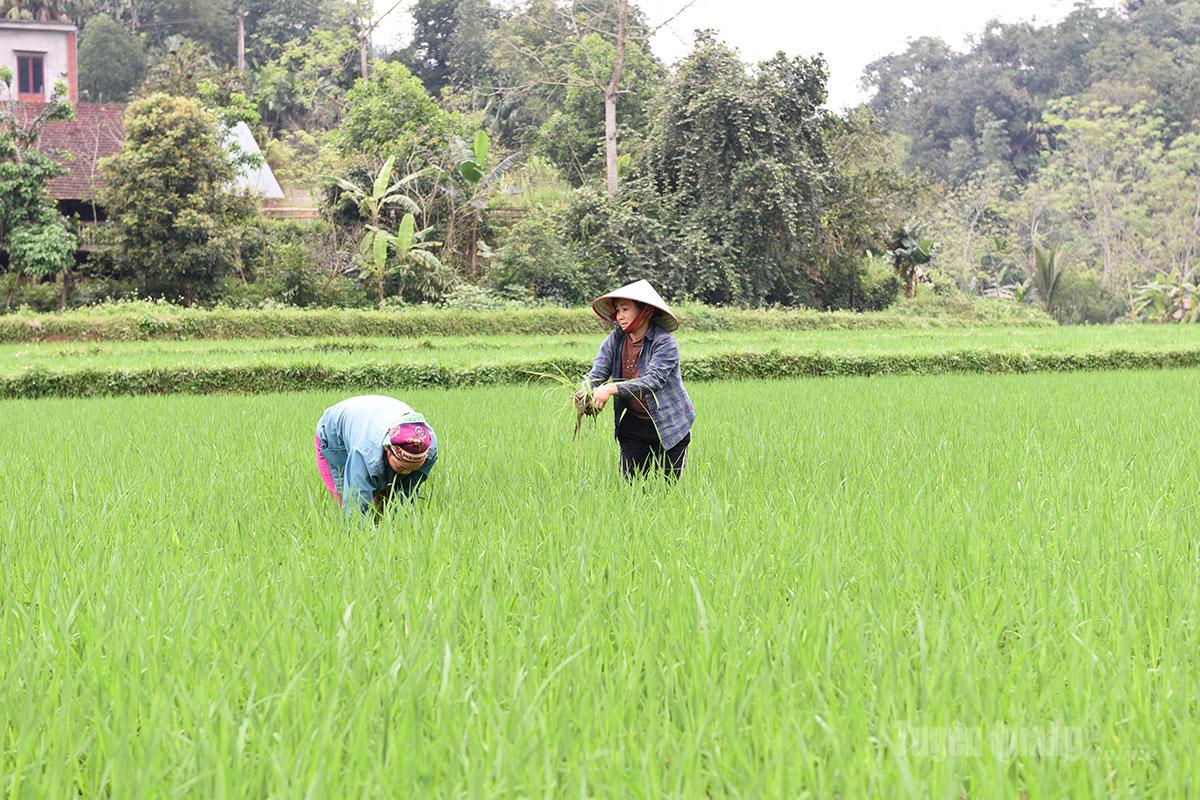 Bám đồng chăm lúa, hướng tới vụ mùa bội thu