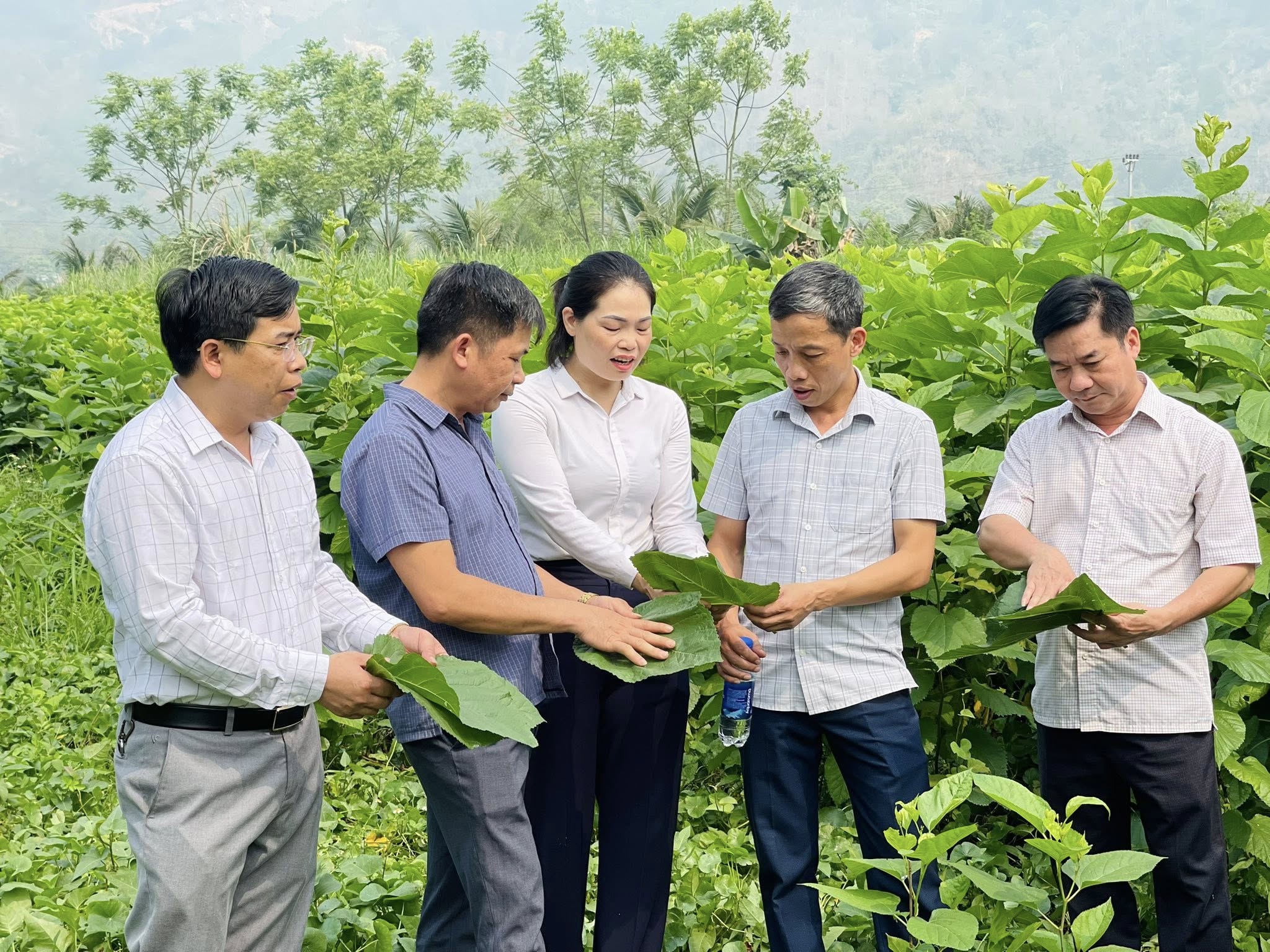 XÃ KIM BÌNH TỔ CHỨC THAM QUAN HỌC TẬP KINH NGHIỆM TRỒNG DÂU NUÔI TẰM