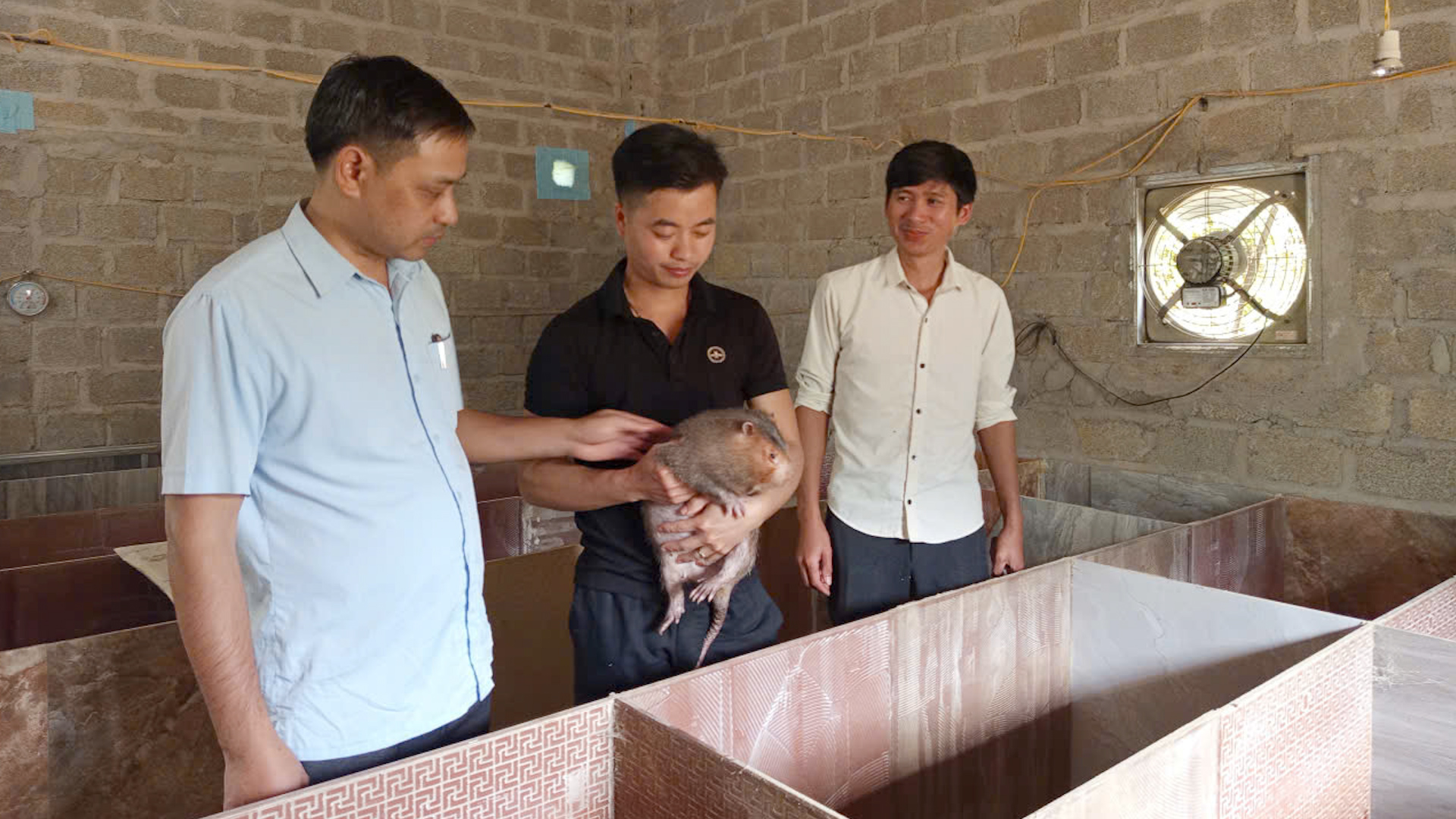 Khởi nghiệp từ mô hình nuôi dúi má đào