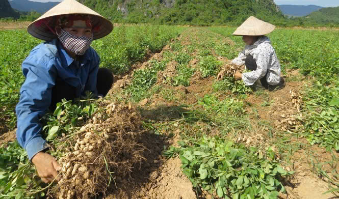 Quang Bình: Hội viên phụ nữ tích cực thu hoạch lạc vụ Xuân