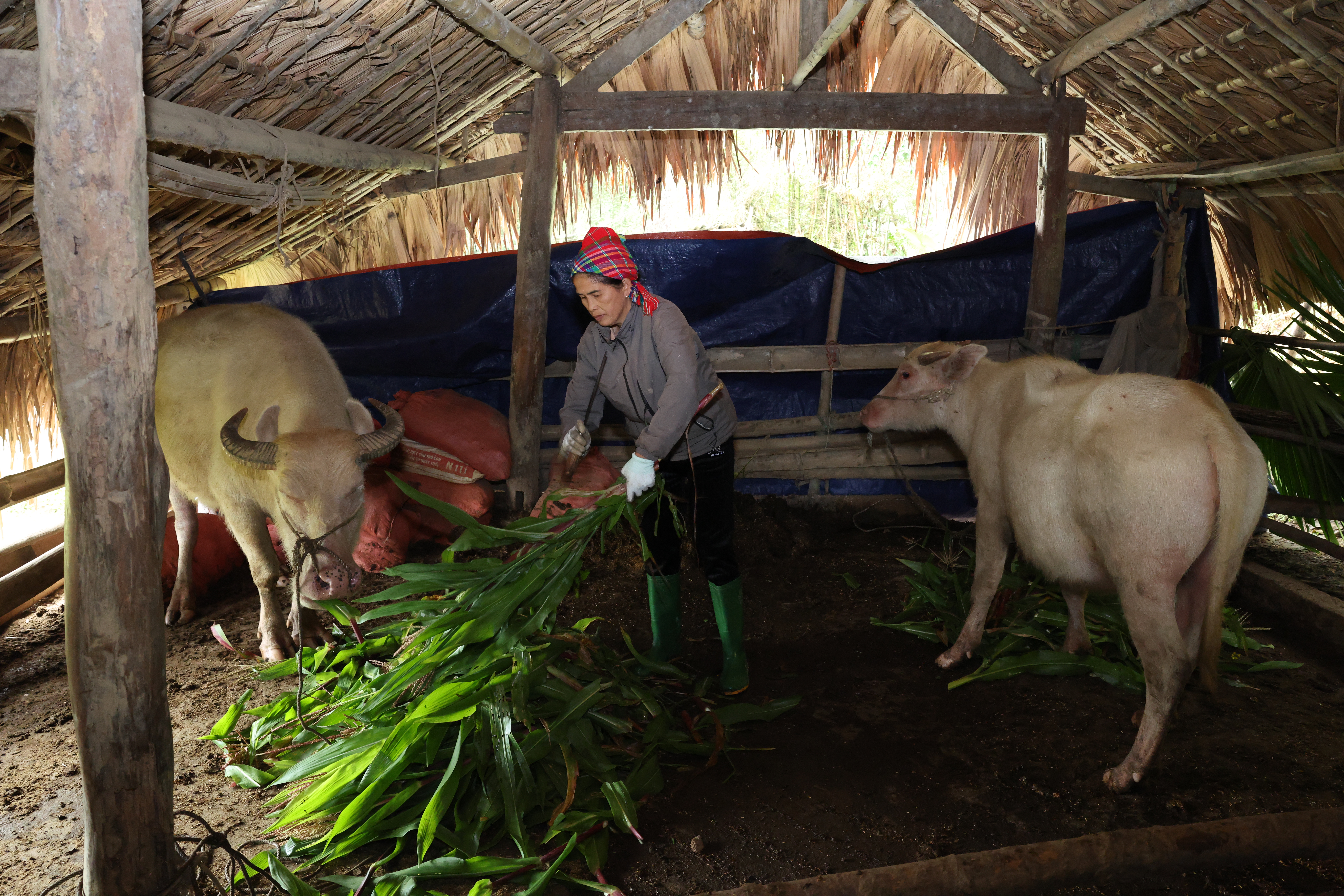 Xã Thượng Lâm chủ động Phòng, chống đói, rét và dịch bệnh cho đàn vật nuôi