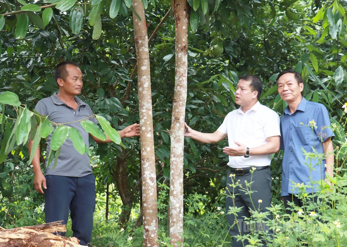 Đồng Tâm phát triển kinh tế rừng