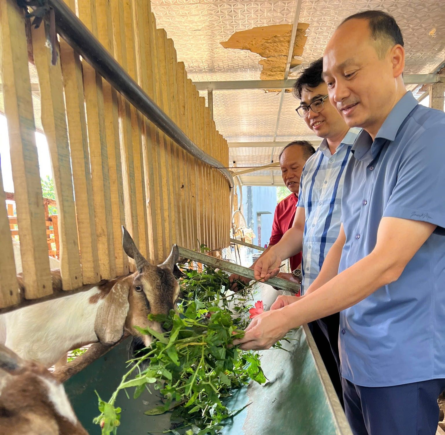 Lãnh đạo UBND xã Kiên Đài thăm mô hình dê OCOP 3 sao và cây Sâm bố chính