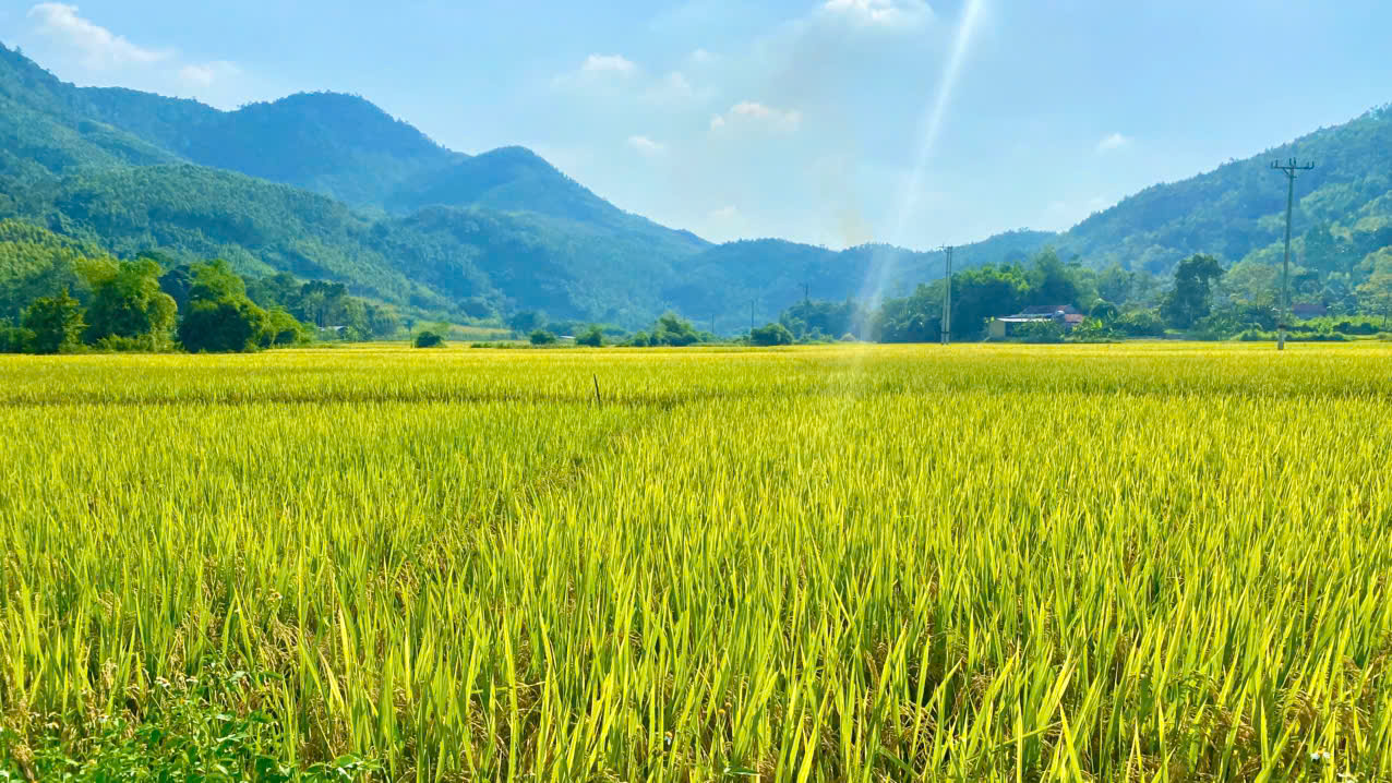 KHÔNG KHÍ MÙA GẶT Ở XÃ PHÚ LƯƠNG SÔI ĐỘNG TRƯỚC TIN BÃO RAGASA MẠNH NHẤT 2025