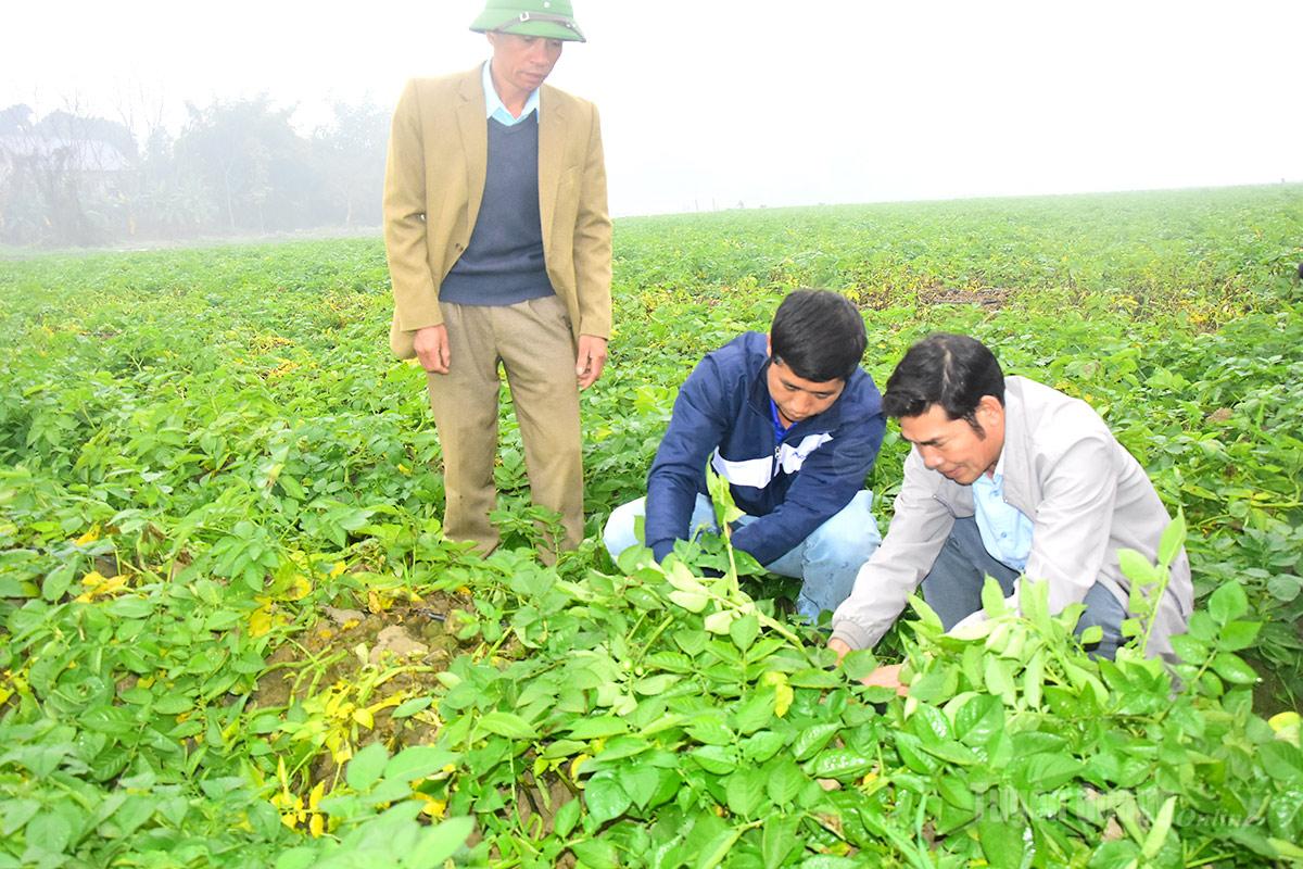Expert Says: Growing Potatoes in Tuyen Quang Seen Vast Potential