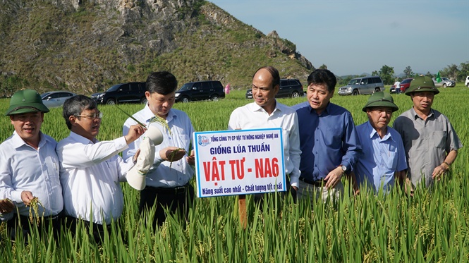 Giống ngô lai đơn NK66 trên cánh đồng  xã Nấm Dẩn