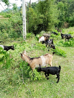 Phát huy nội lực để sớm về đích xây dựng Nông thôn mới