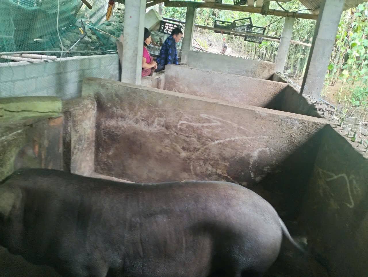 Đoàn công tác Đảng ủy xã Niêm Sơn thăm và kiểm tra mô hình phát triển kinh tế tại thôn Nà Pinh