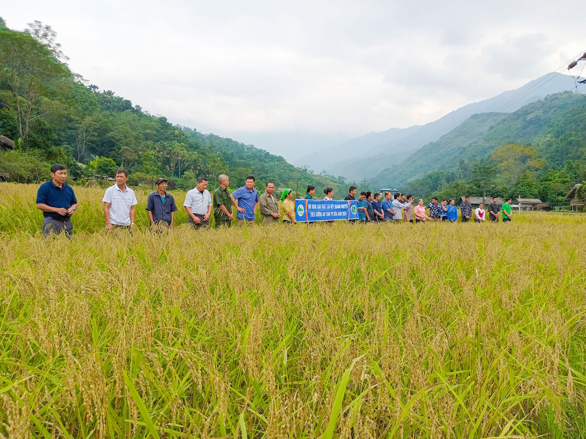 Tổng kết mô hình sản xuất lúa bản địa phục vụ phát triển sản phẩm OCOP