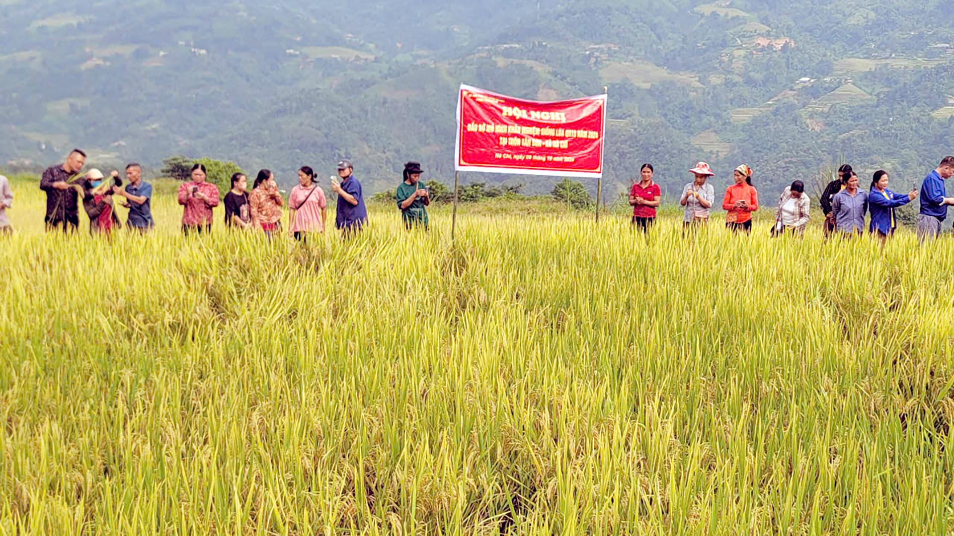 Tổng kết mô hình khảo nghiệm giống lúa thuần QR15