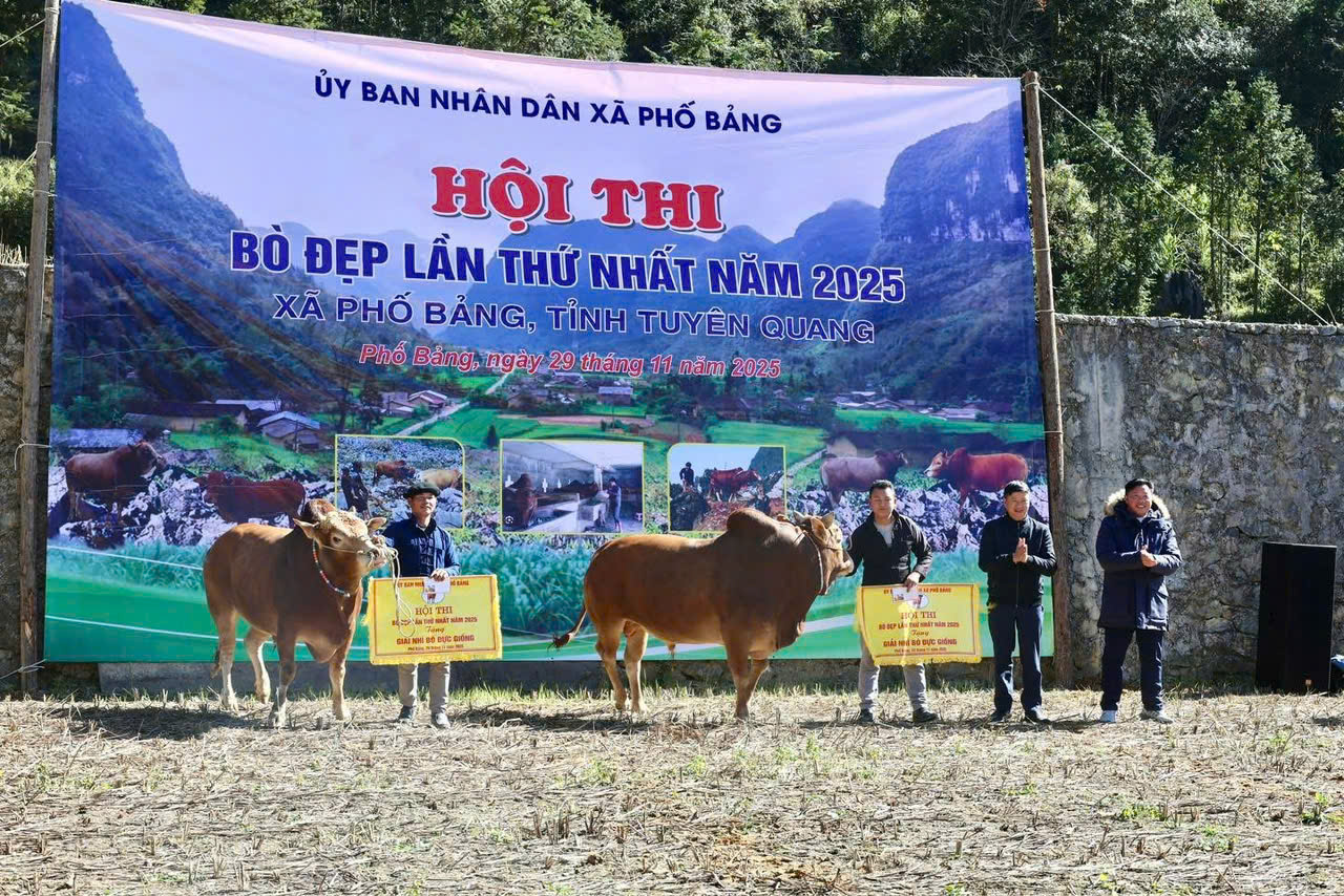 XÃ PHỐ BẢNG TỔ CHỨC HỘI THI BÒ ĐẸP LẦN THỨ NHẤT NĂM 2025.