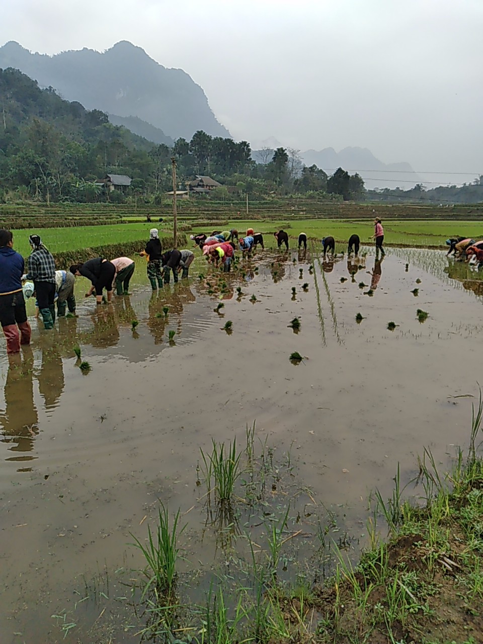 Chi hội phụ nữ thôn Mường Nam xã Phú Linh với hoạt động giúp đỡ ngày công cho hội viên