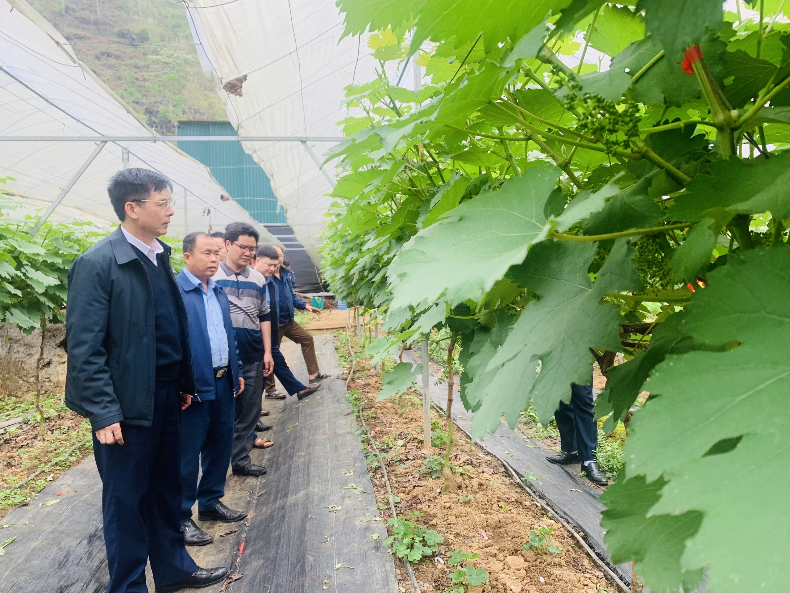 Câu chuyện giảm nghèo ở Quản Bạ.