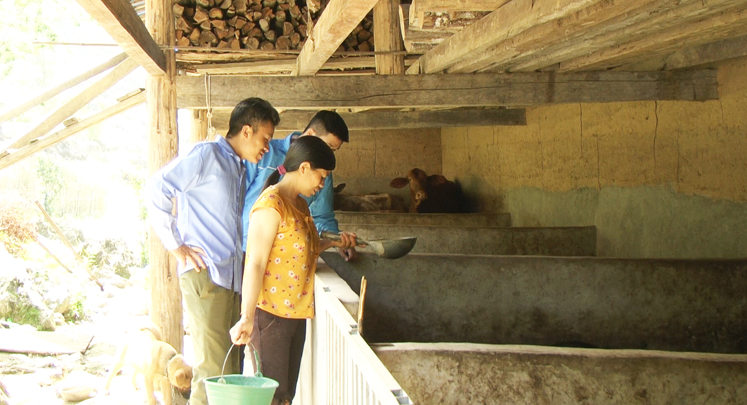 Quản Bạ: Chủ động trong công tác phòng, chống dịch Tả lợn Châu phi.