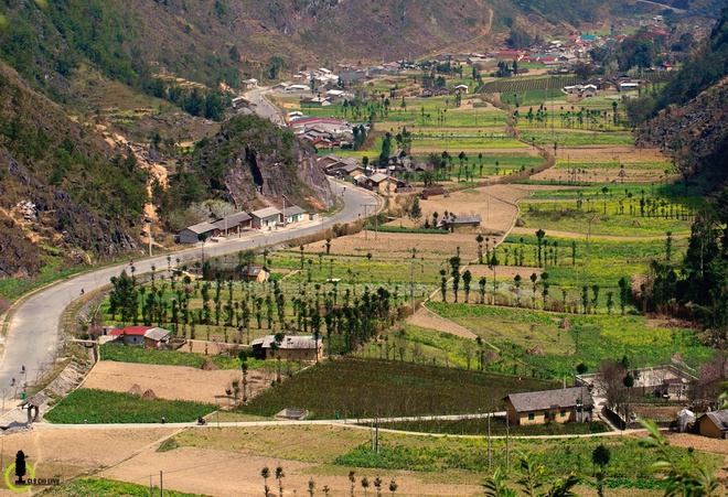 C&acirc;y sa mộc giữa cao nguy&ecirc;n đ&aacute; Đồng Văn