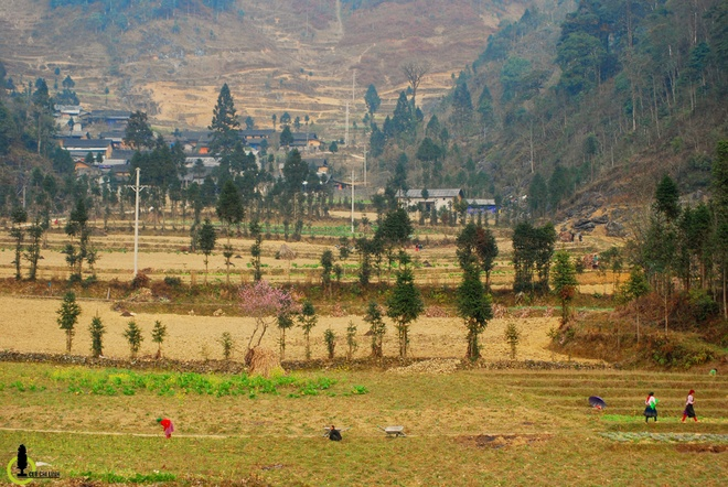 C&acirc;y sa mộc giữa cao nguy&ecirc;n đ&aacute; Đồng Văn