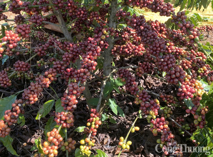 Những cây cà phê rất nhiều quả, chín mọng ở Đắk Lắk