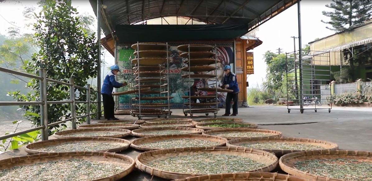 Sản phẩm chè shan tuyết và cơ hội phát triển từ Nghị quyết 57