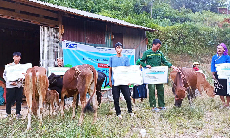 Cấp phát bò nái sinh sản hỗ trợ sinh kế thích ứng với biến đổi khí hậu