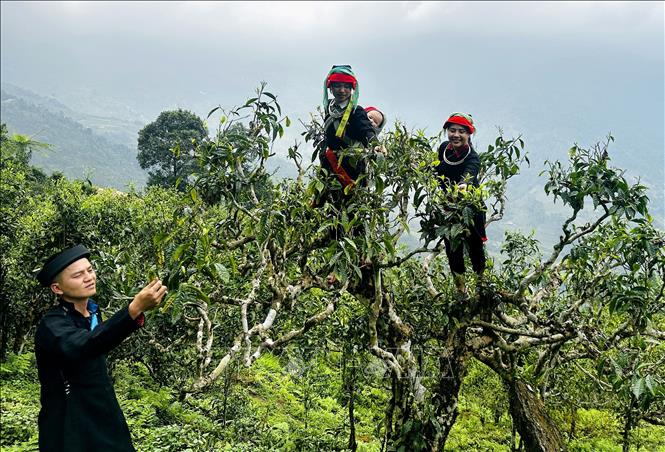 Thu hoạch chè Shan Tuyết trên đỉnh Tây Côn Lĩnh