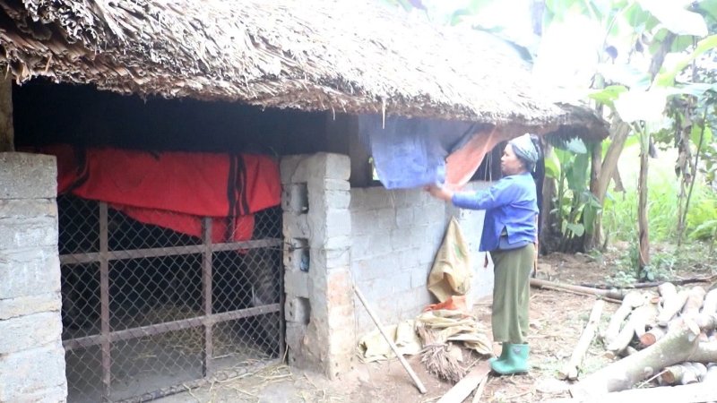 Quang Bình tăng cường phòng, chống rét cho cây trồng và vật nuôi