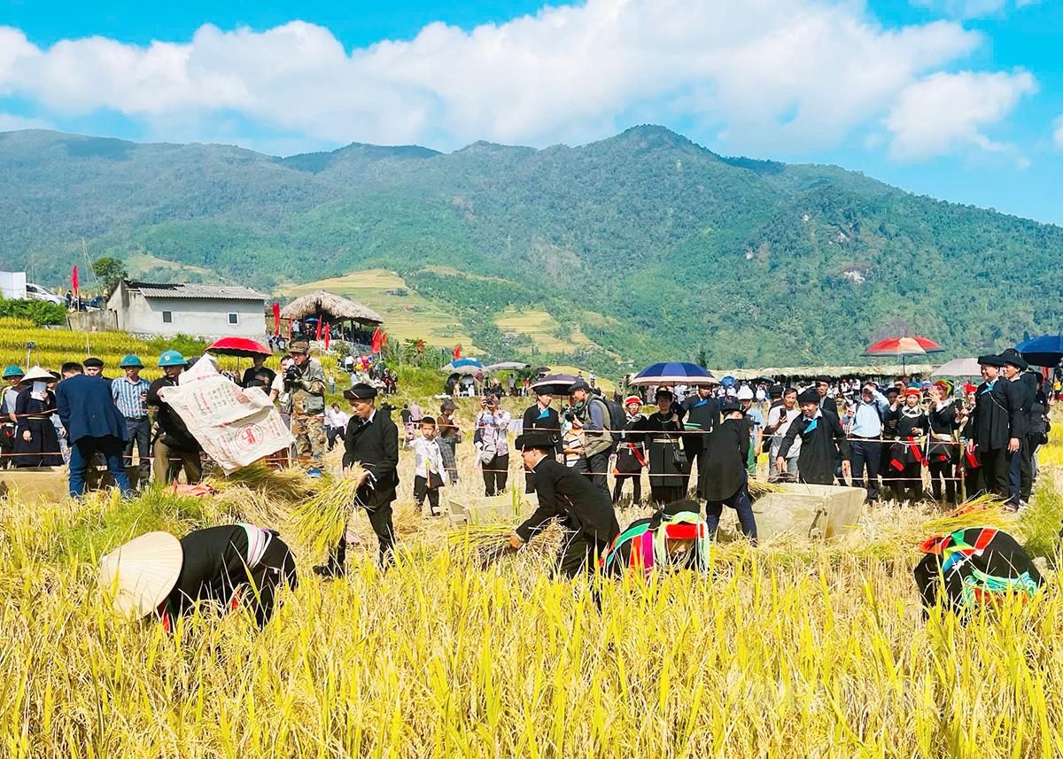 Thi gặt l&uacute;a &ndash; hoạt động hấp dẫn sẽ diễn ra tại Lễ hội &ldquo;M&ugrave;a v&agrave;ng - L&agrave;ng nh&agrave; r&ecirc;u&rdquo; X&agrave; Ph&igrave;n.