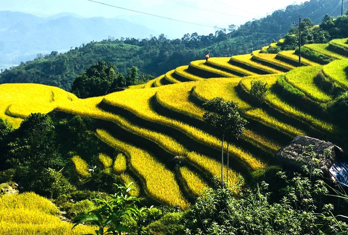 Xà Phìn - hòa mình trong sắc vàng, đắm say hồn rêu xanh