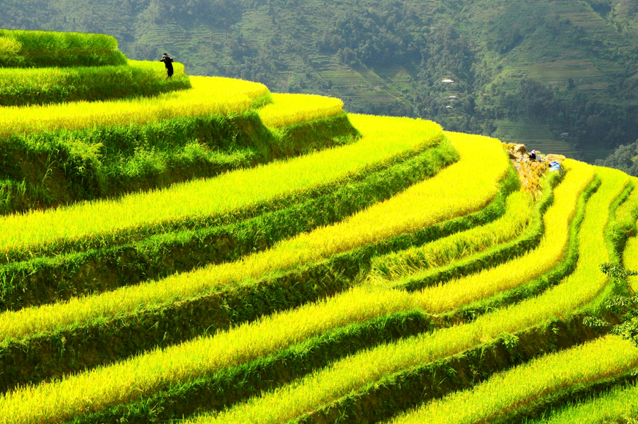 Say trên mùa "vàng"