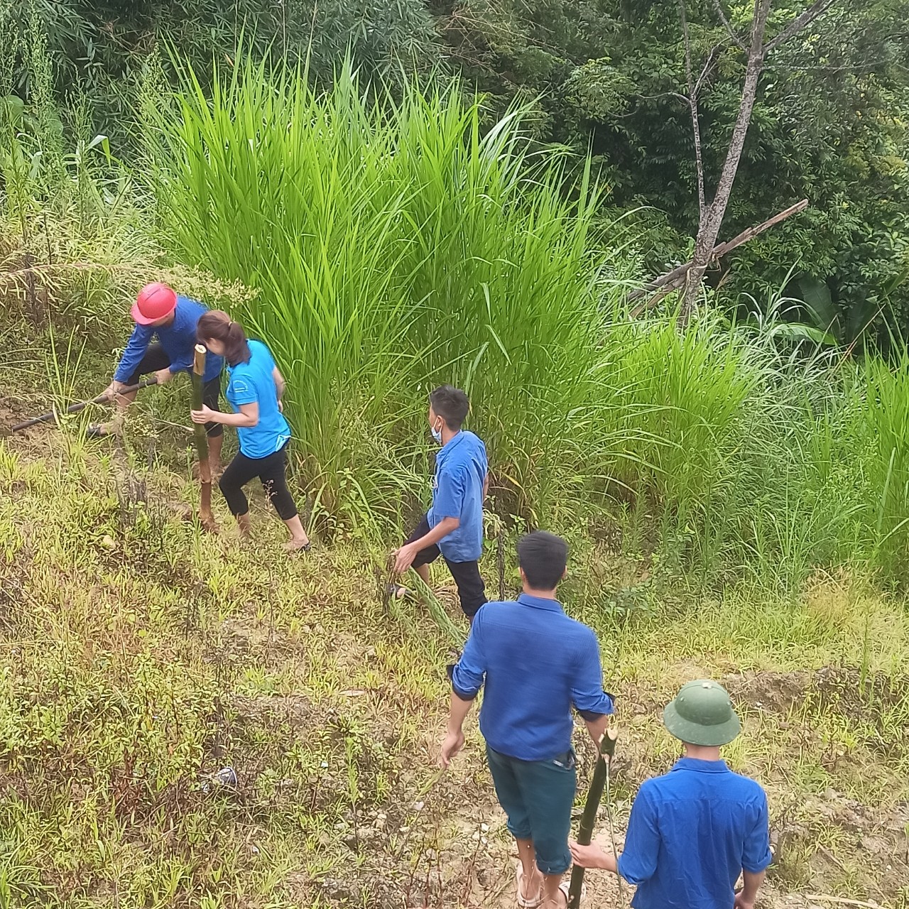 Xã Thượng Sơn tăng cường trồng cây phòng, chống sạt lở giao thông