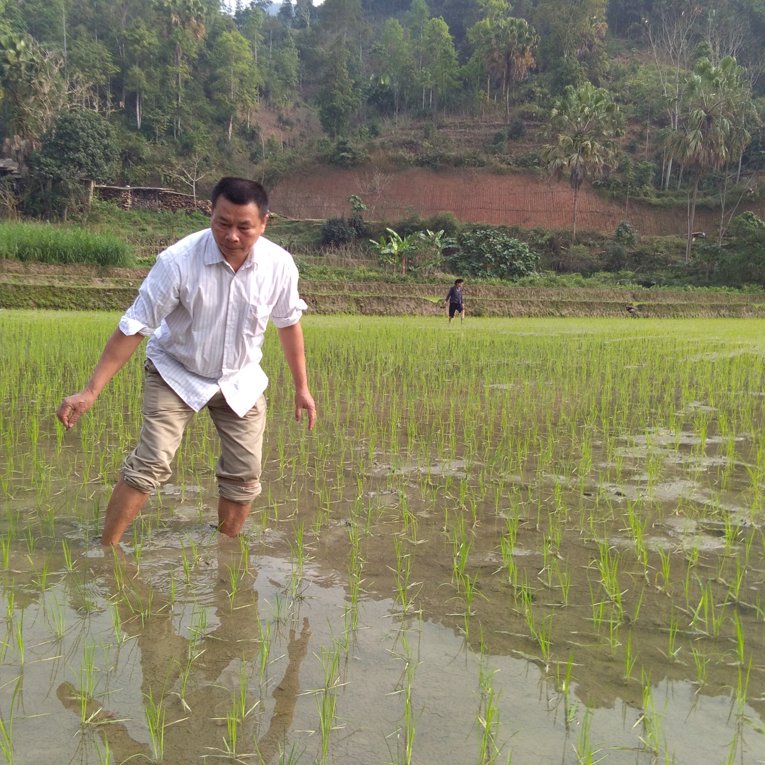 Chính quyền xã Thượng Sơn chỉ đạo và hướng dẫn nhân dân phòng chống rét, sâu bệnh cho cây lúa vụ Đông xuân