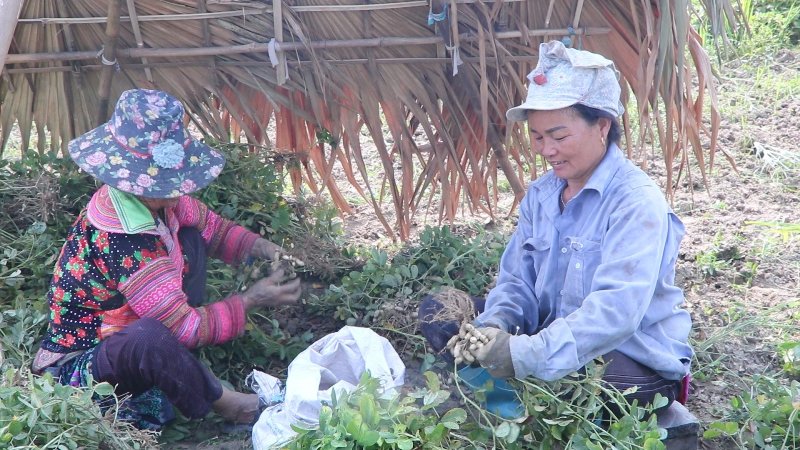 Quang Bình tích cực thu hoạch lạc Xuân năm 2021