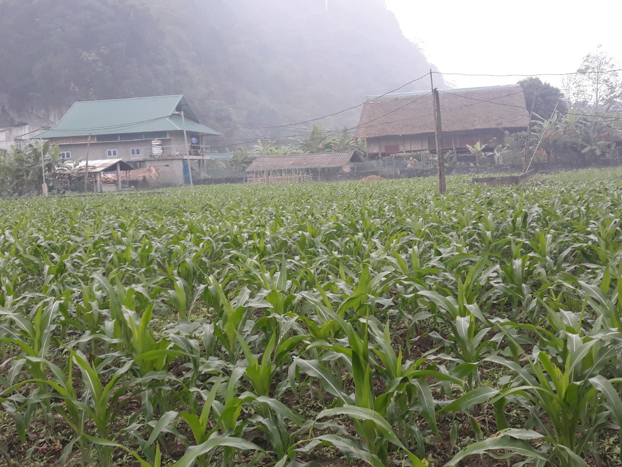 phong trào trồng cây vụ đông của Hội LHPN xã Tùng Bá