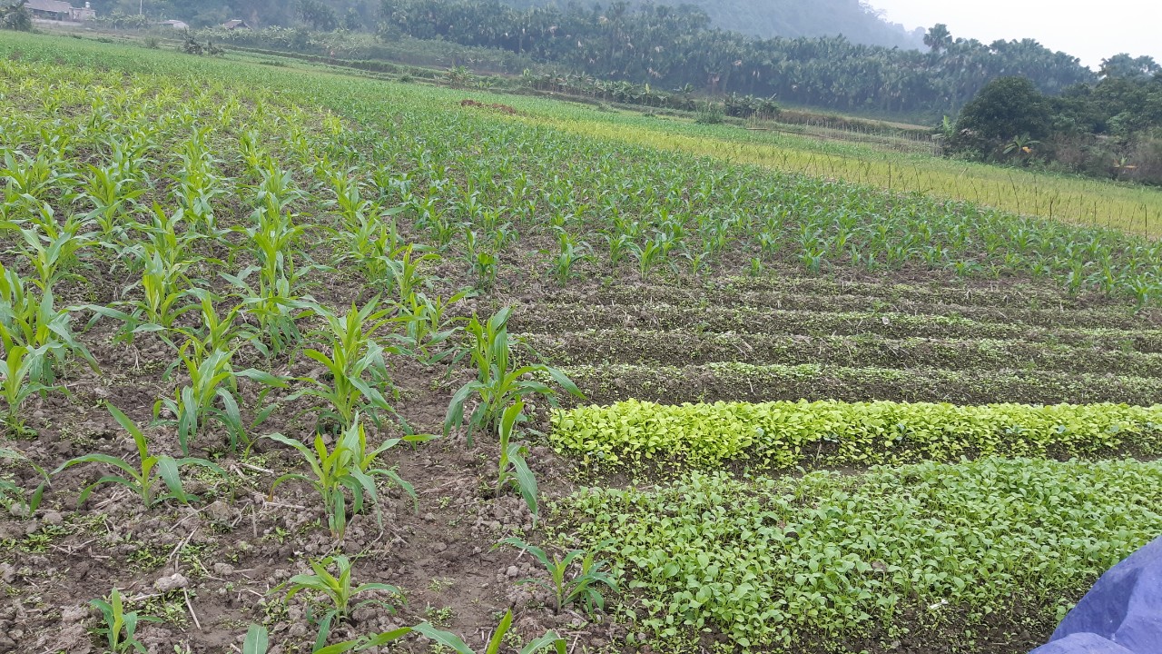 Thực hiện kết luận của thường trực Đảng ủy xã Tùng Bá, họp ngày 23/10/2021, về chủ trương triển khai trồng cây vụ đông trên địa bàn xã.