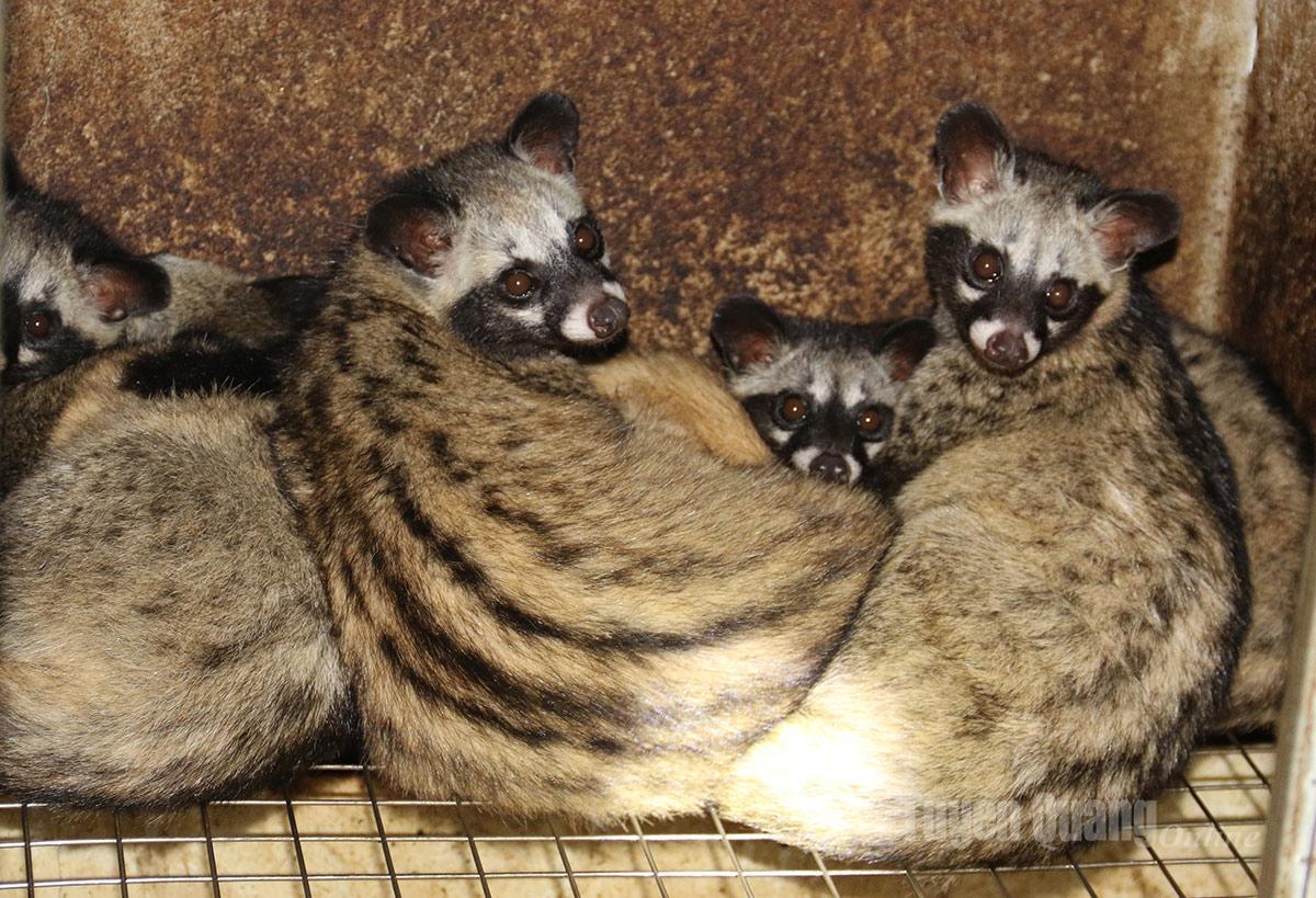 Thu nhập gần tỷ đồng nhờ nuôi cầy hương